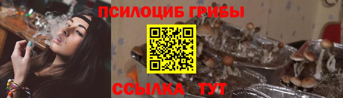 Псилоцибиновые грибы прущие грибы Сургут